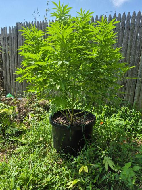 Spring 26. Week 14