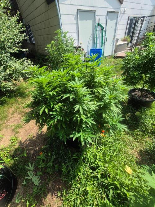 Spring 26. Week 14