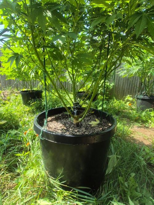 Spring 26. Week 14