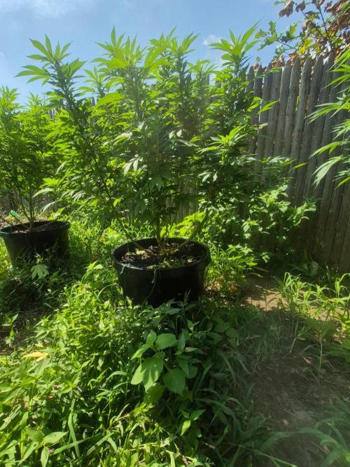 Spring 26. Week 14