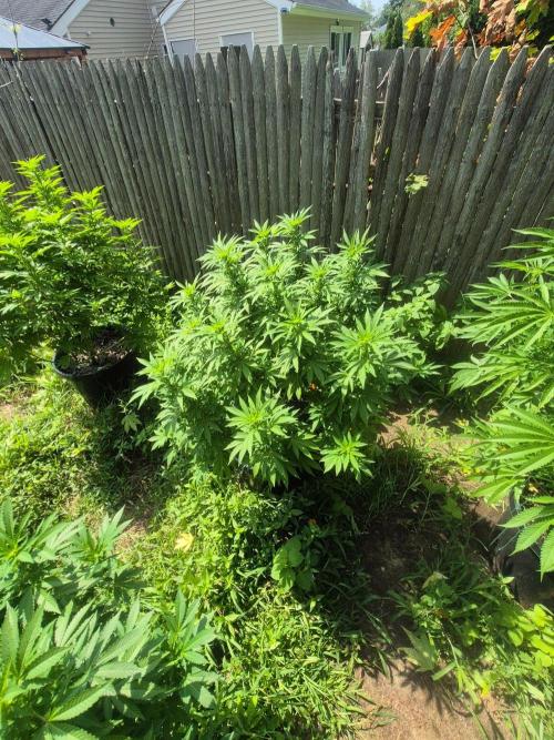 Spring 26. Week 14