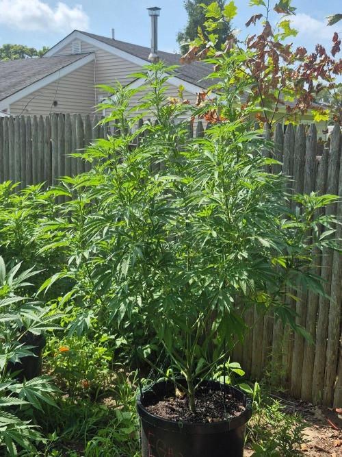 Spring 26. Week 14