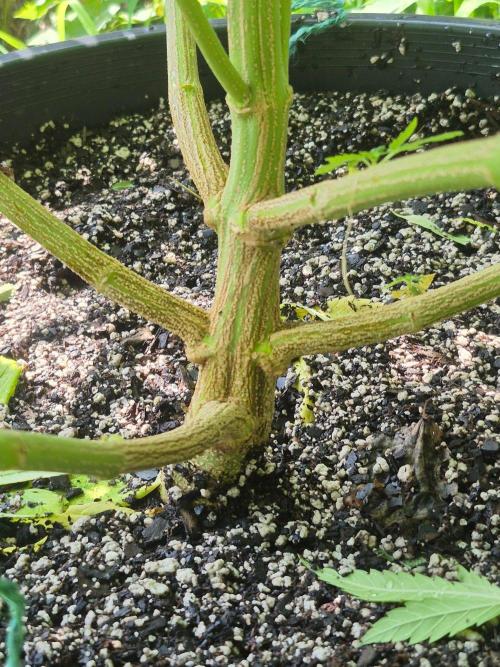 Spring 26. Week 14