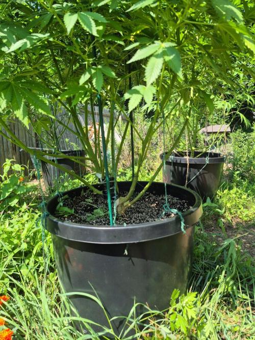 Spring 26. Week 14