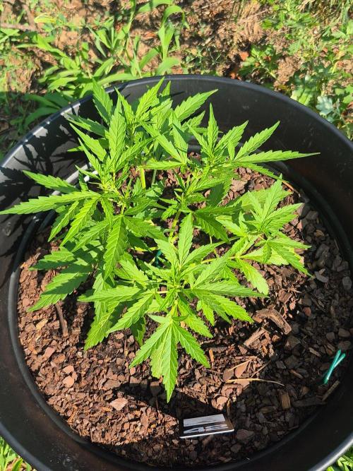Gorilla/Gelato 26. Week 3
