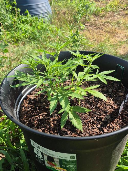 Gorilla/Gelato 26. Week 3