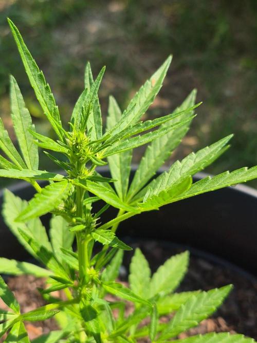 Gorilla/Gelato 26. Week 3