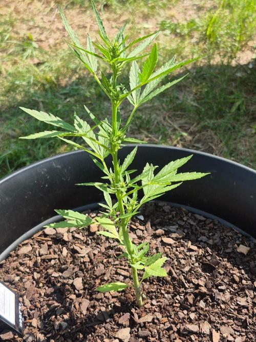 Gorilla/Gelato 26. Week 3