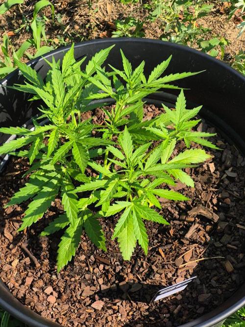 Gorilla/Gelato 26. Week 3