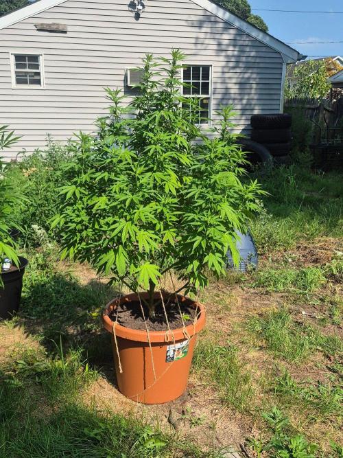 Fuel dog 26. Week 13