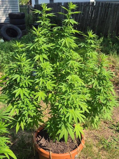 Fuel dog 26. Week 13