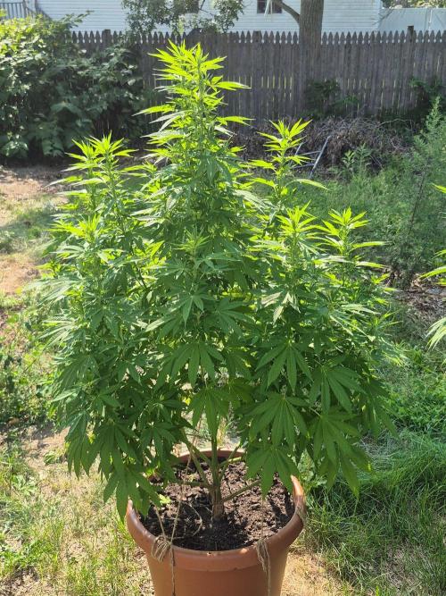 Fuel dog 26. Week 13