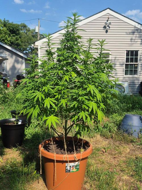 Fuel dog 26. Week 13