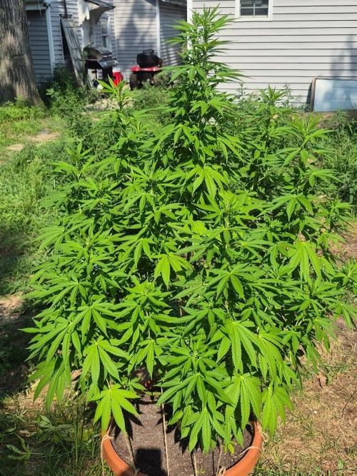 Fuel dog 26. Week 13