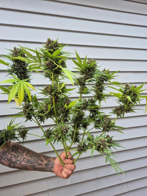 Purp haze 2026. Week 12
