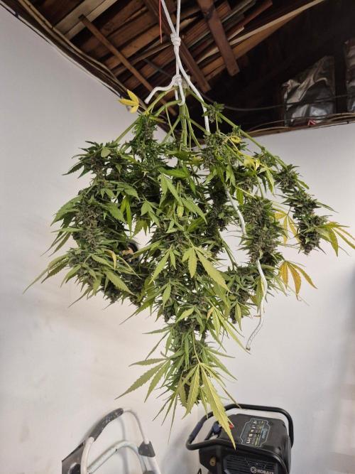 Purp haze 2026. Week 12