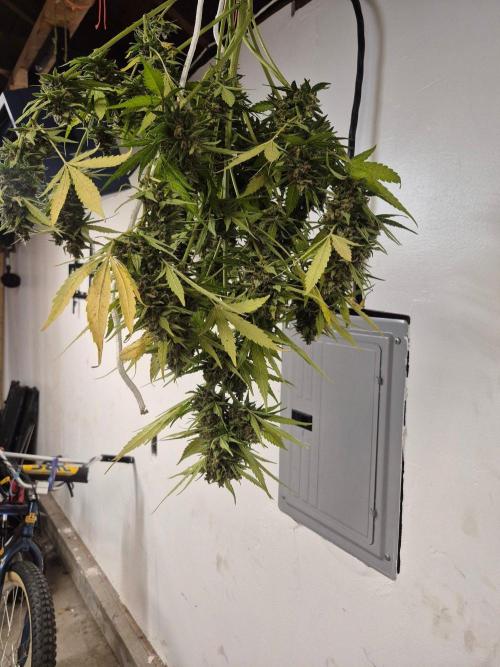 Purp haze 2026. Week 12