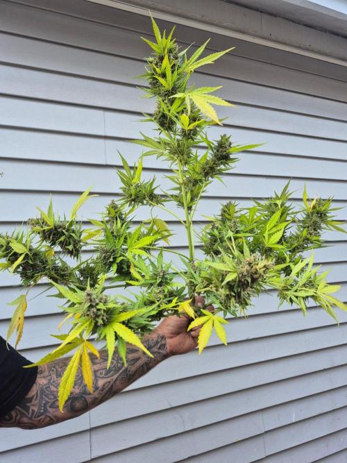 Purp haze 2026. Week 12