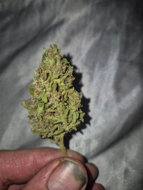 Purp haze 2026. Week 12