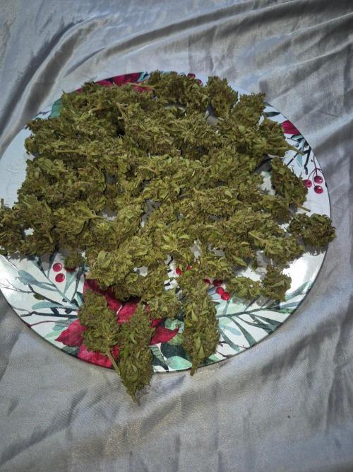 Purp haze 2026. Week 12