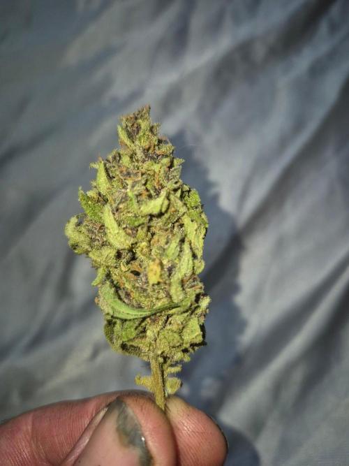 Purp haze 2026. Week 12