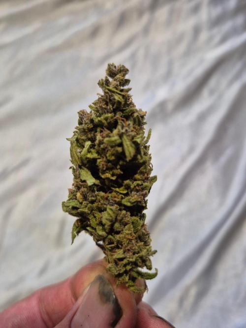 Purp haze 2026. Week 12
