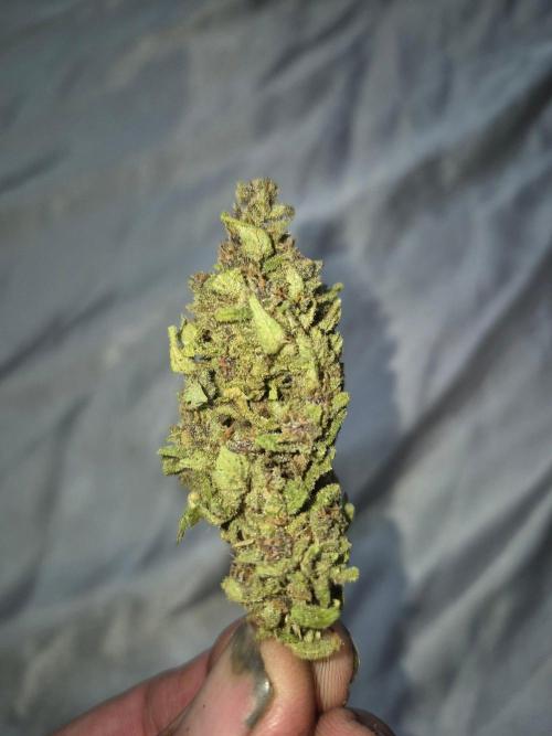 Purp haze 2026. Week 12
