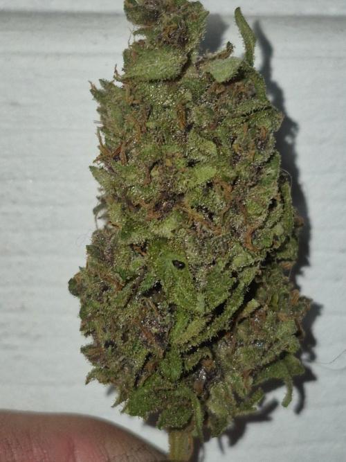 Purp haze 2026. Week 12
