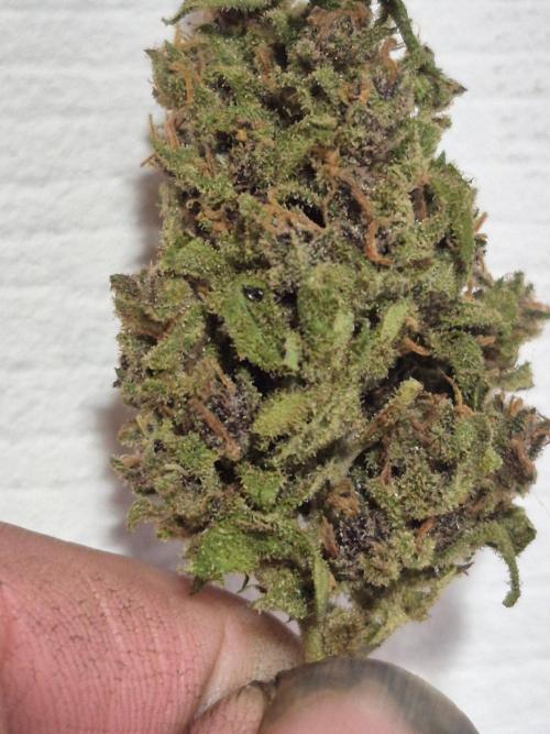 Purp haze 2026. Week 12