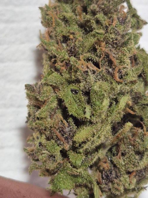 Purp haze 2026. Week 12