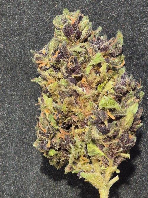 Purp haze 2026. Week 12