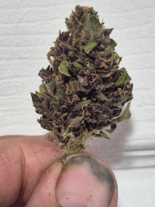 Purp haze 2026. Week 12