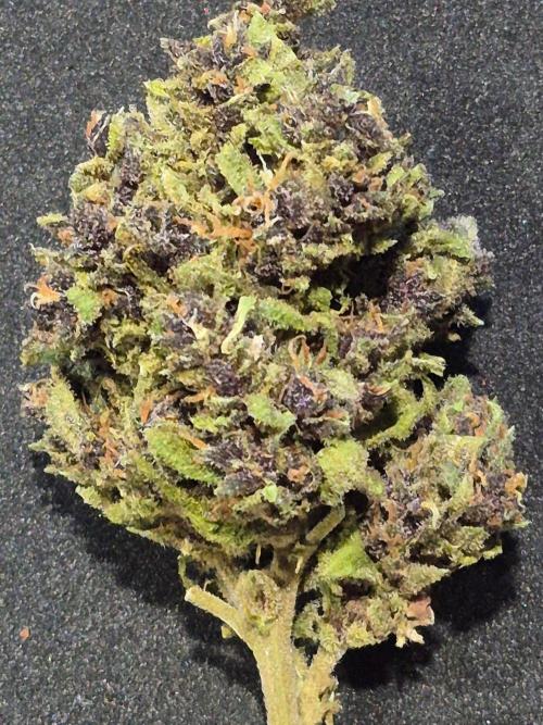 Purp haze 2026. Week 12