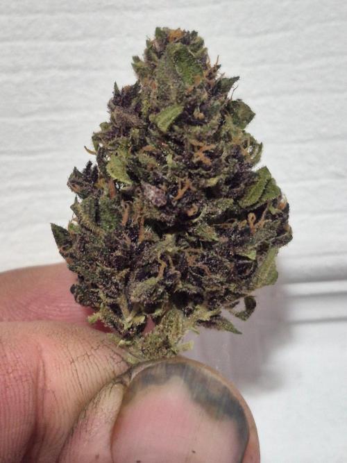 Purp haze 2026. Week 12