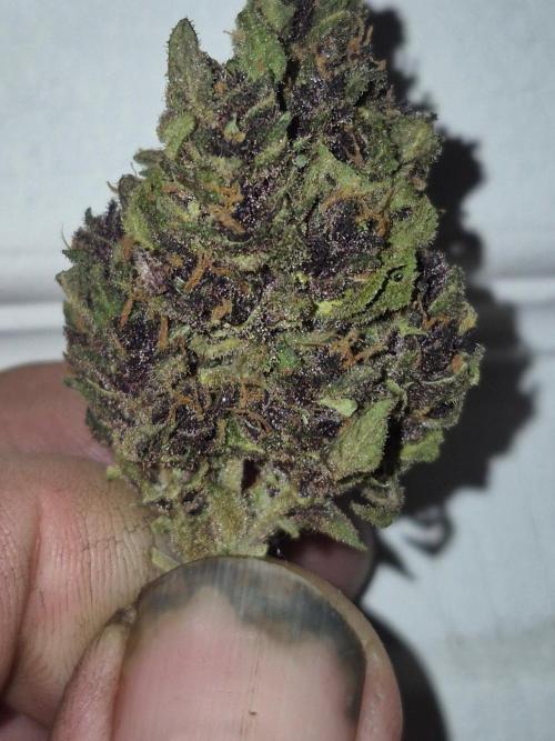 Purp haze 2026. Week 12