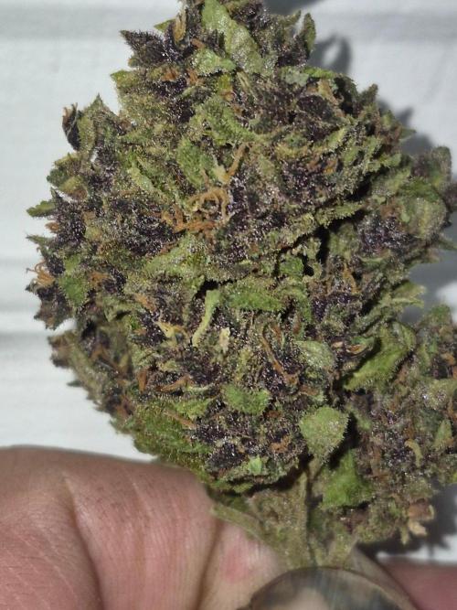 Purp haze 2026. Week 12