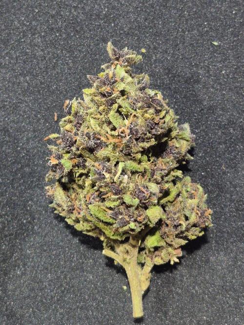 Purp haze 2026. Week 12