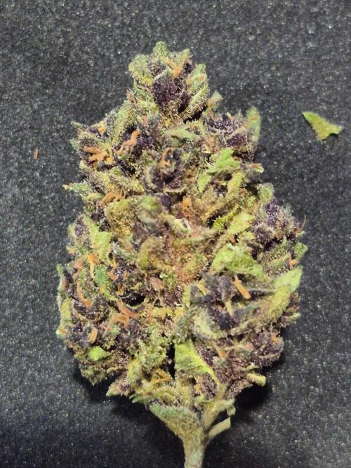 Purp haze 2026. Week 12