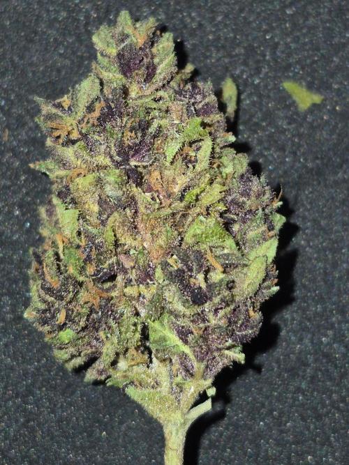 Purp haze 2026. Week 12