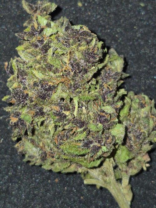 Purp haze 2026. Week 12