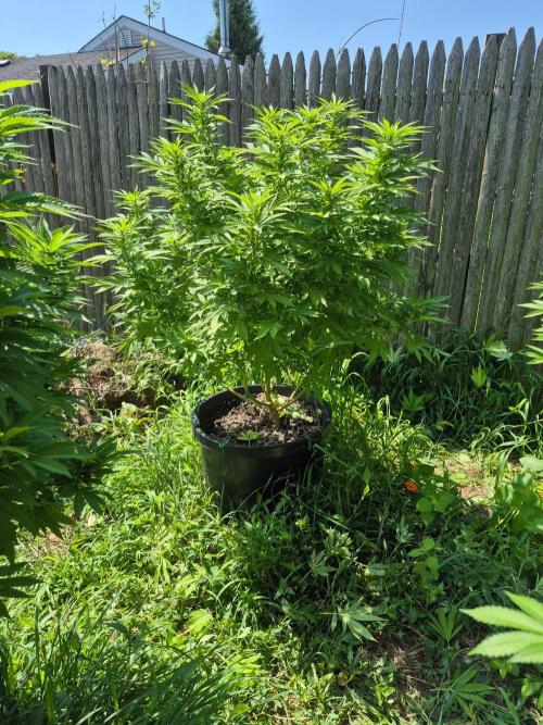 Spring 26. Week 15