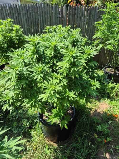 Spring 26. Week 15