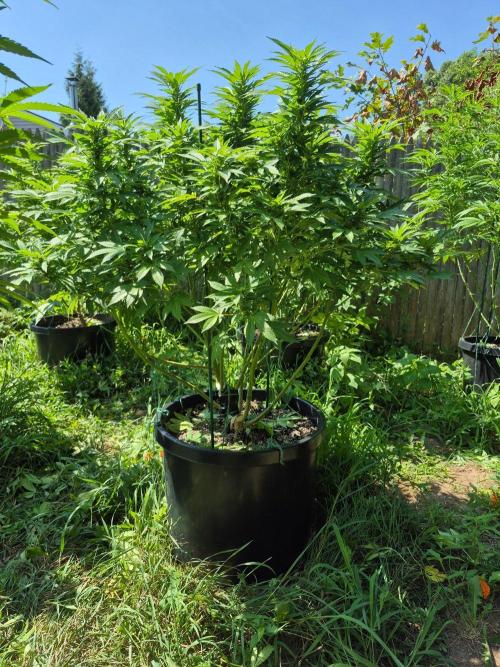 Spring 26. Week 15