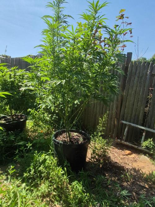 Spring 26. Week 15
