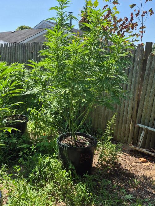 Spring 26. Week 15