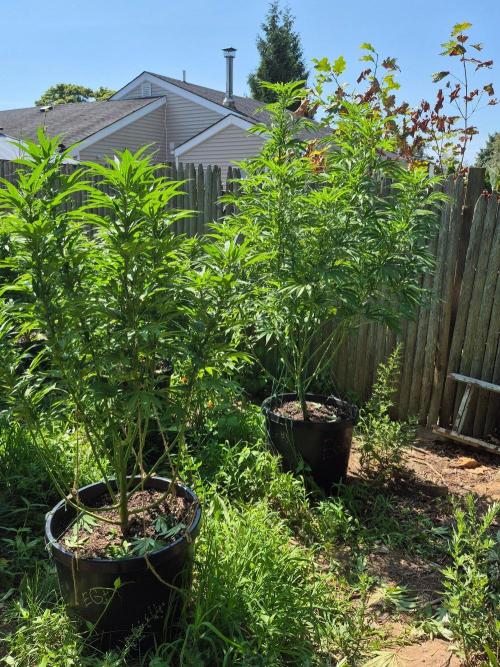 Spring 26. Week 15