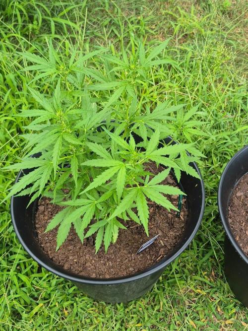 Gorilla/Gelato 26. Week 4