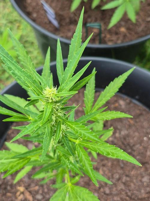 Gorilla/Gelato 26. Week 4