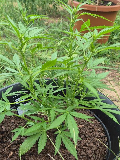 Gorilla/Gelato 26. Week 4