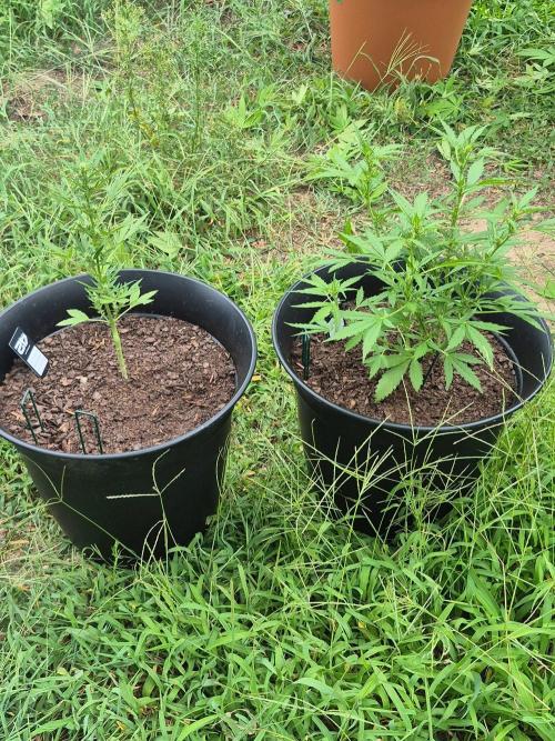 Gorilla/Gelato 26. Week 4